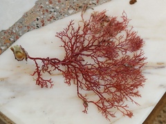 Sphaerococcus coronopifolius