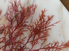 Sphaerococcus coronopifolius