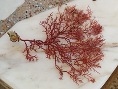 Sphaerococcus coronopifolius