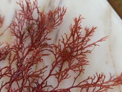 Sphaerococcus coronopifolius