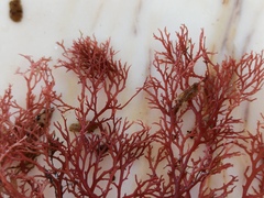 Sphaerococcus coronopifolius