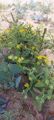 Tetragonia