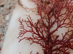 Sphaerococcus coronopifolius