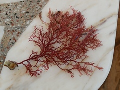 Sphaerococcus coronopifolius