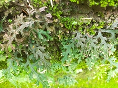 Selaginella repanda