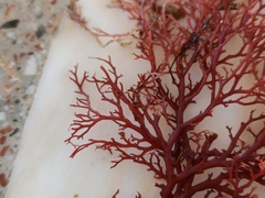 Sphaerococcus coronopifolius