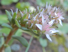 Sedum cockerellii