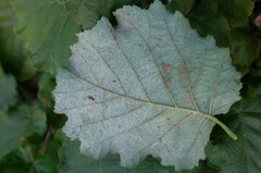 Phyllactinia guttata