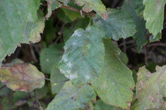 Erysiphe corylacearum