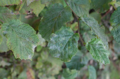 Erysiphe corylacearum