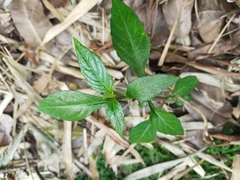 Lepidagathis formosensis
