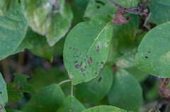 Pucciniastrum areolatum