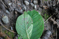 Pucciniastrum areolatum