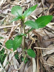 Lepidagathis formosensis