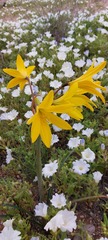 Zephyranthes bagnoldii