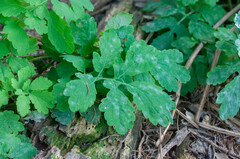 Erysiphe macleayae