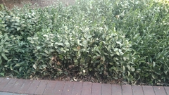 Ruscus