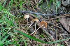 Pholiotina velata