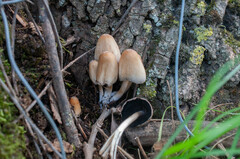 Coprinellus saccharinus