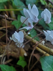 Cyclamen