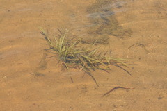 Potamogeton berchtoldii