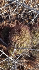 Mammillaria sheldonii
