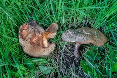 Paxillus cuprinus