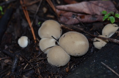 Lycoperdaceae