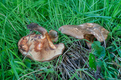 Paxillus cuprinus