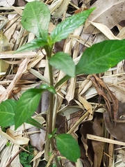 Lepidagathis formosensis