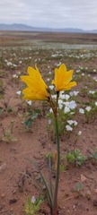 Zephyranthes bagnoldii