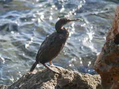 Gulosus aristotelis desmarestii