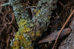 Erythricium aurantiacum