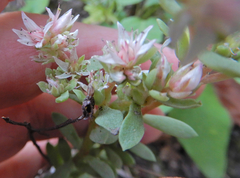 Sedum cockerellii