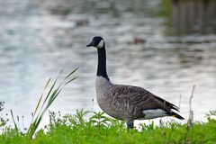 Branta canadensis
