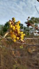 Byrsonima pachyphylla