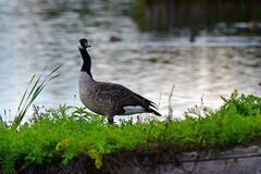 Branta canadensis