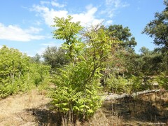 Quercus rotundifolia