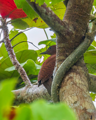 Micropternus brachyurus