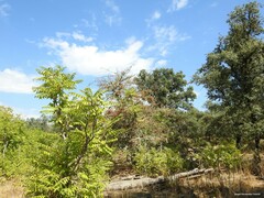 Quercus rotundifolia