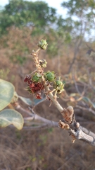 Byrsonima pachyphylla