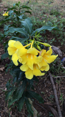 Allamanda cathartica