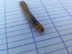 Tenebrioninae