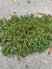 Polygonum arenastrum