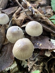 Mycena
