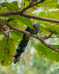 Phaenicophaeus viridirostris