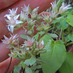 Sedum cockerellii