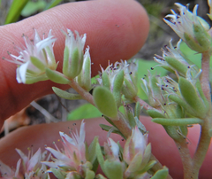 Sedum cockerellii