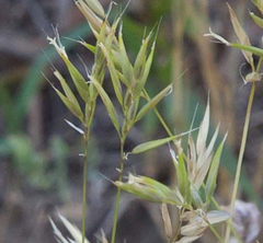 Anthoxanthum aristatum