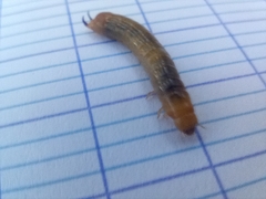 Tenebrioninae